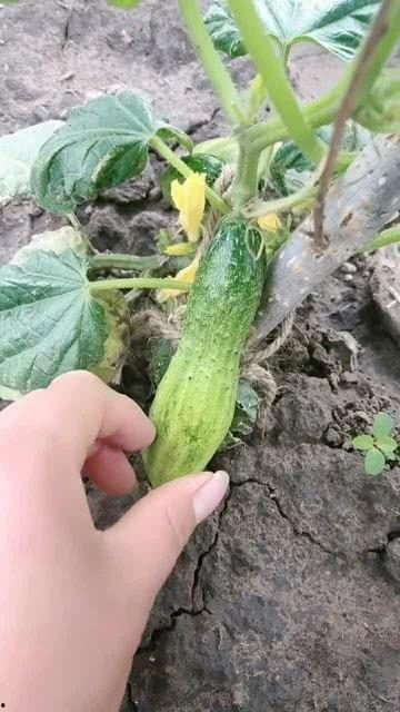 吃瓜不吃甜,探寻美食背后的独特风味