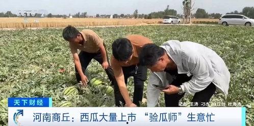 集体吃瓜后续在哪看,揭秘剧情高潮，精彩内容抢先看