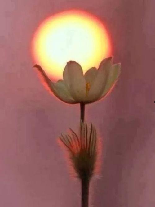 网红图片早安