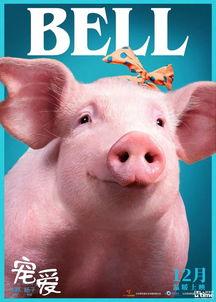 宠爱明星猪,猪界网红的璀璨星途