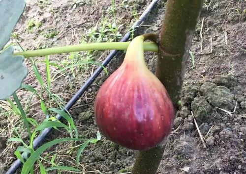 钦钦吃瓜,揭秘娱乐圈幕后故事