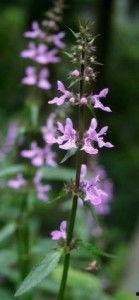 瓜老师本草纲目燕脂,燕脂的神奇功效与制作工艺