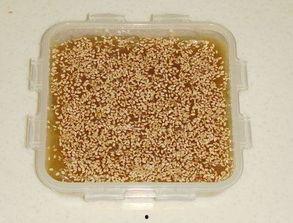 牛皮糖网红,甜蜜诱惑，圈粉无数