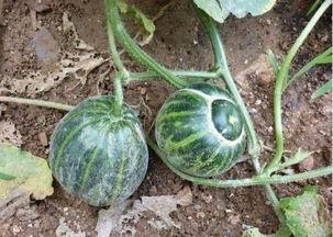 农村老头吃瓜,乐享田园生活