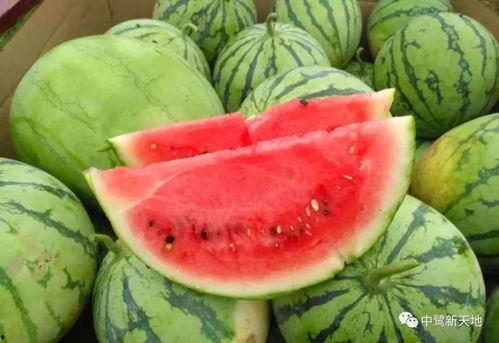 冷藏库吃瓜,冷藏库里的瓜果盛宴