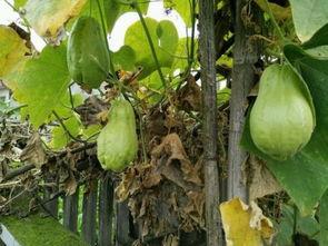 苦耳瓜怎么吃,解锁美味新体验