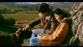 生死疲劳微头条,探寻命运轮回的深刻哲理