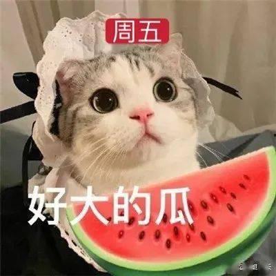 娱乐吃瓜君网红虐猫,娱乐吃瓜君引发社会热议